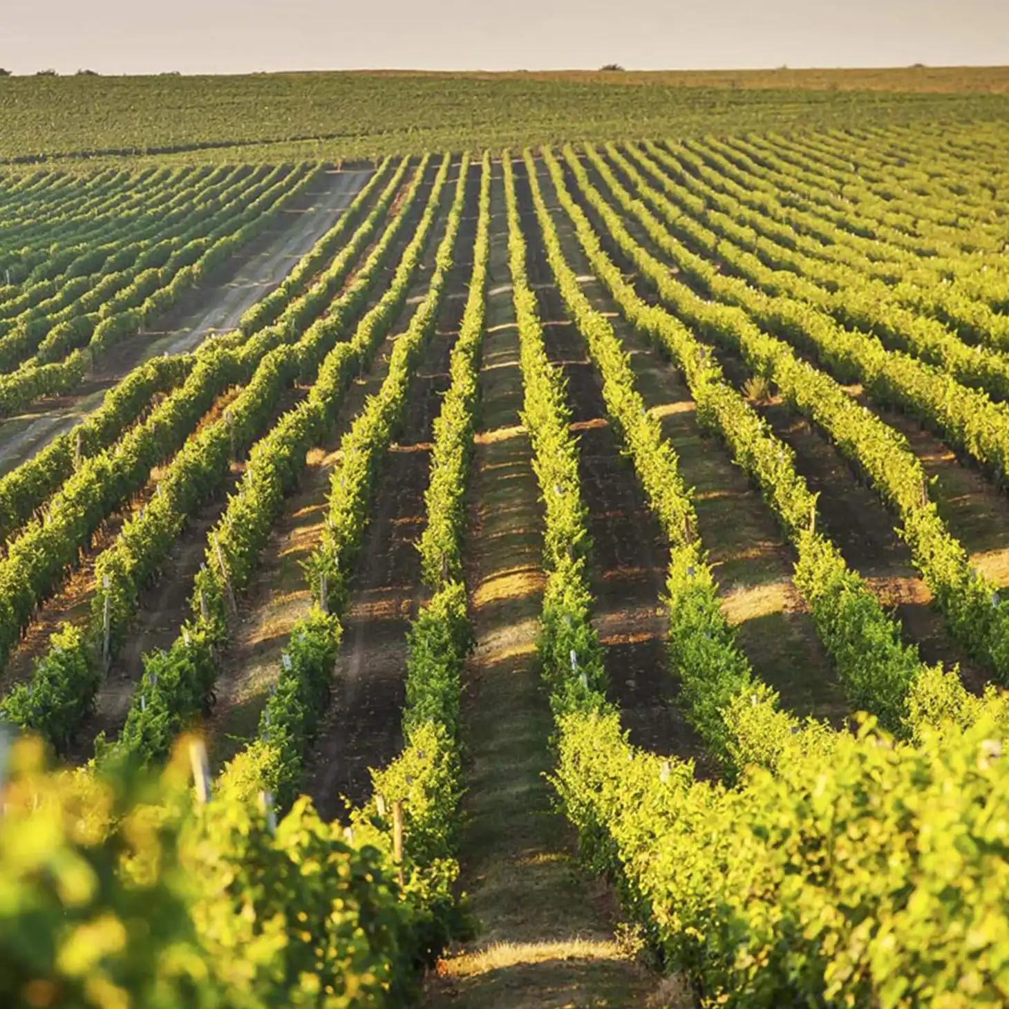 モルドバのブドウ畑 - ヨーロッパ最古のワイン産地の風景